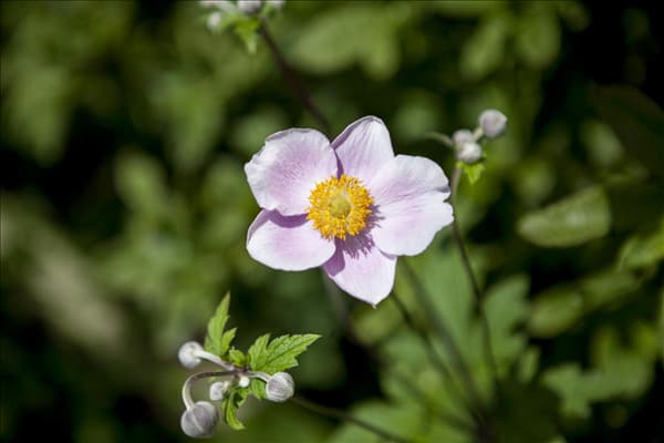 Anemone japonica, rosa