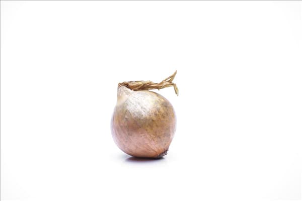 Allium cepa
