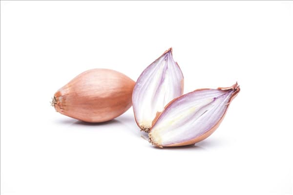 Allium cepa