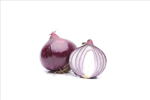 Allium cepa
