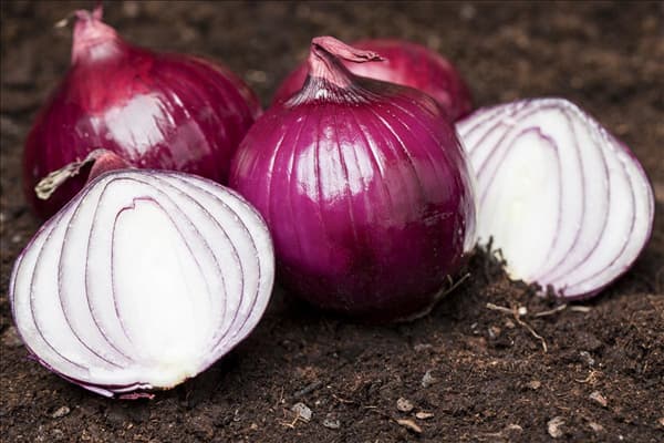 Allium cepa
