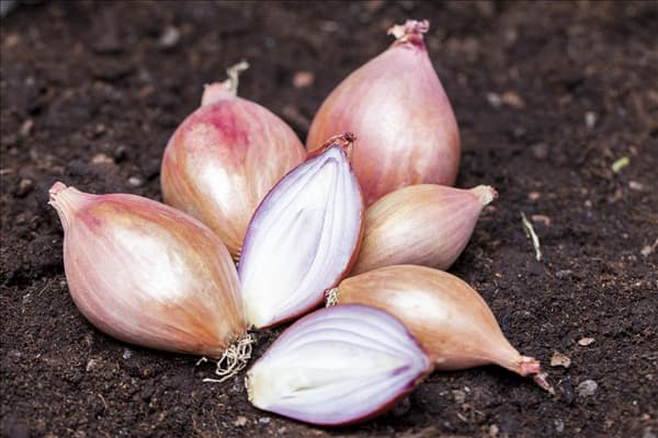 Allium cepa