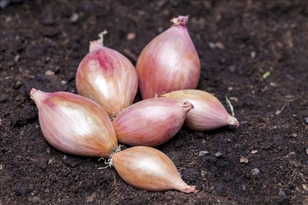 Allium cepa