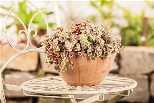 Callisia repens 'Rosata'