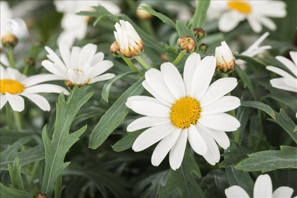 Argyranthemum frutescens, weiß