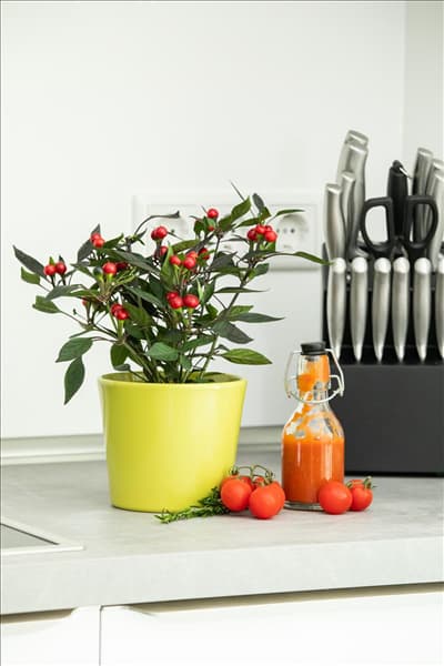 Capsicum annuum var. minimum 'Kleine Perle'