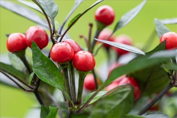 Capsicum annuum var. minimum 'Kleine Perle'