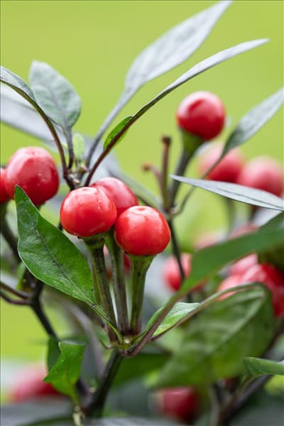 Capsicum annuum var. minimum 'Kleine Perle'
