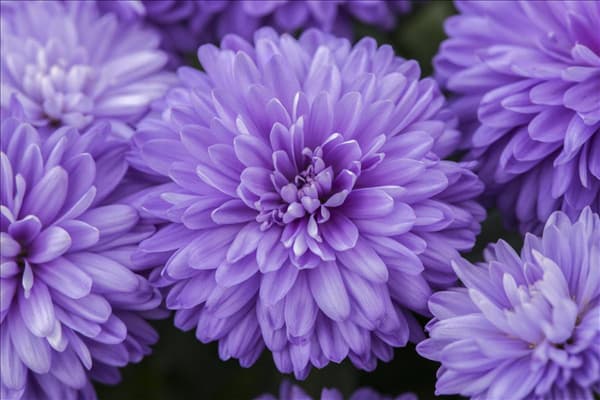 Aster novi-belgii, blau