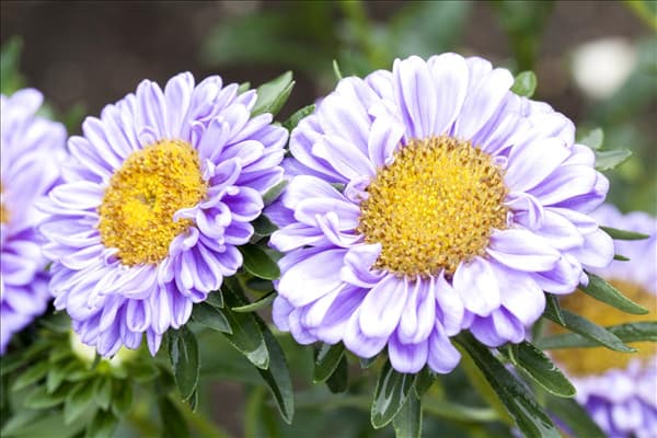 Callistephus chinensis
