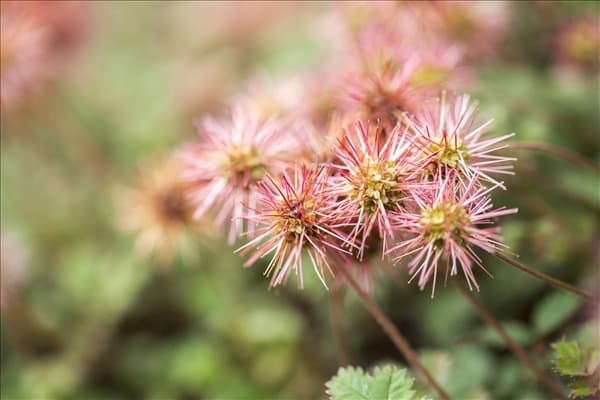 Acaena microphylla