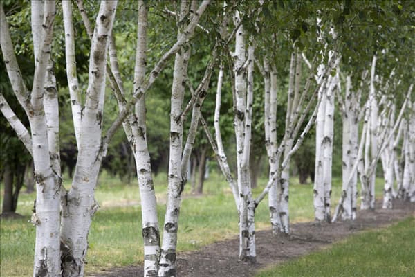 Betula utilis