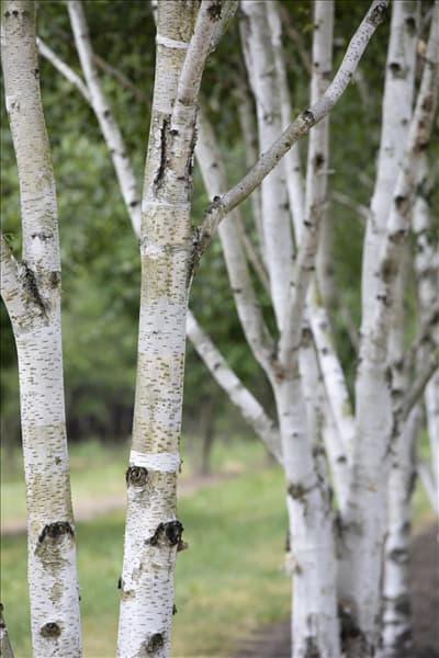 Betula utilis