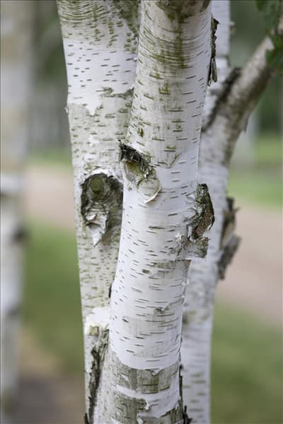 Betula utilis