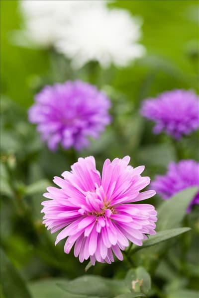 Aster novi-belgii, rosa