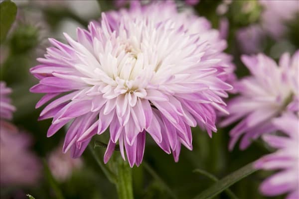 Aster novi-belgii