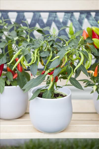 Capsicum annuum