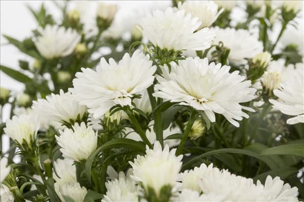 Aster novi-belgii
