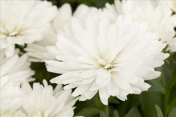 Aster novi-belgii