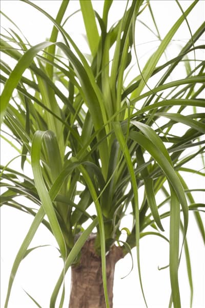 Beaucarnea recurvata