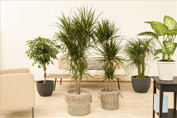 Dracaena marginata