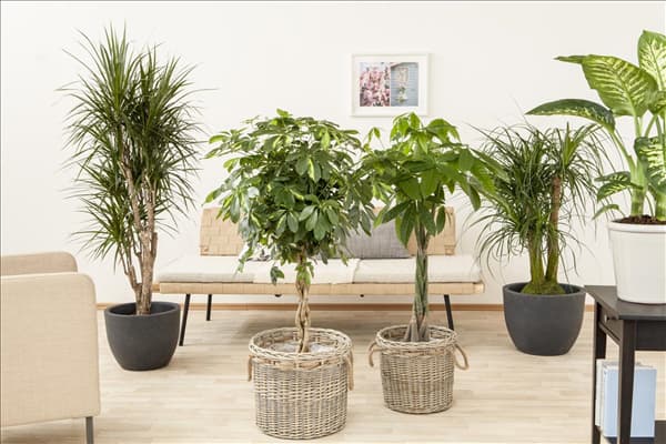 Dracaena marginata