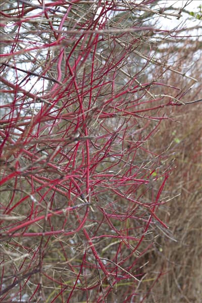 Cornus alba