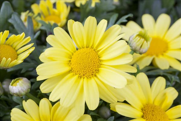 Argyranthemum frutescens, gelb