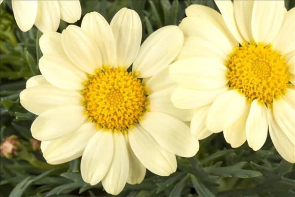 Argyranthemum frutescens, gelb
