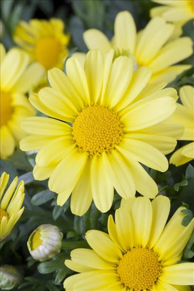 Argyranthemum frutescens, gelb