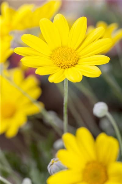 Argyranthemum frutescens, gelb