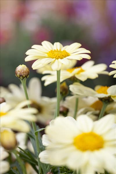 Argyranthemum frutescens, gelb