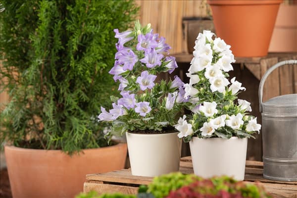 Campanula 'Mary Mee'®