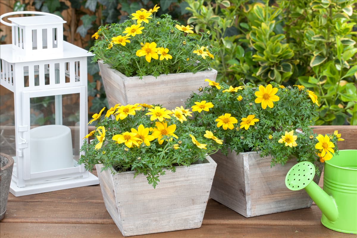 Bidens ferulifolia