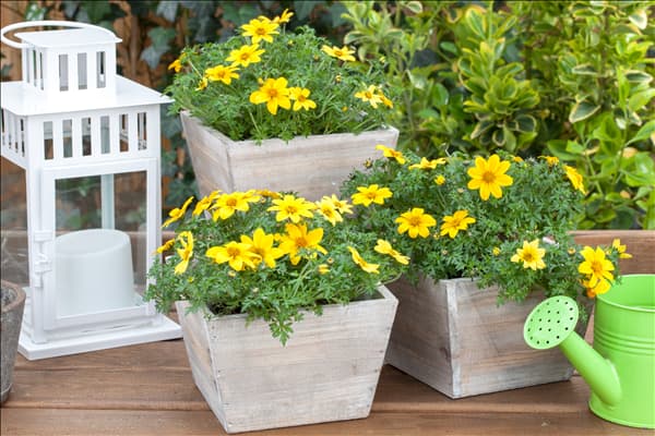 Bidens ferulifolia