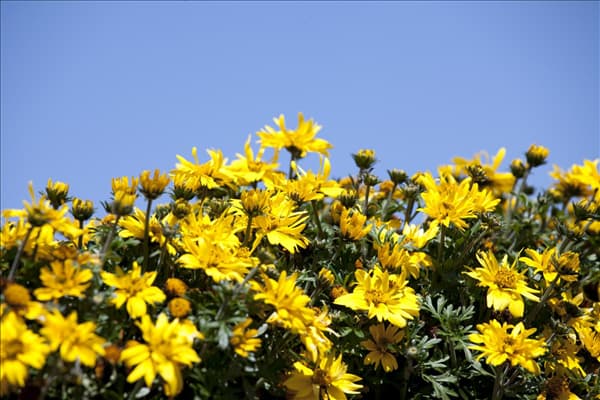 Bidens ferulifolia