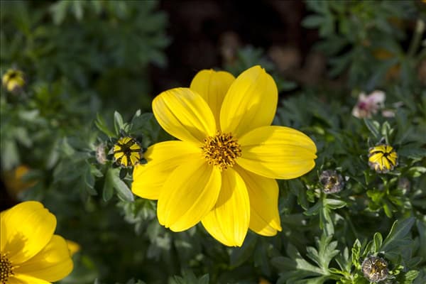 Bidens ferulifolia