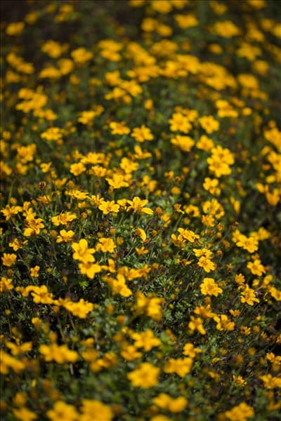 Bidens ferulifolia
