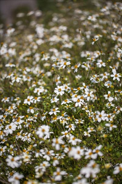 Bidens ferulifolia