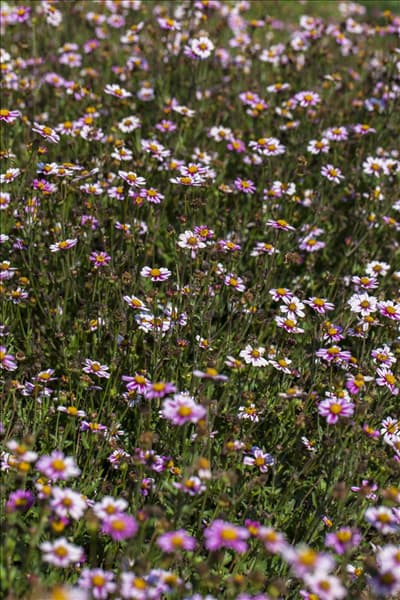 Bidens ferulifolia