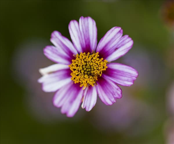 Bidens ferulifolia
