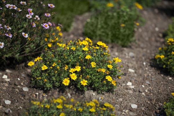 Bidens ferulifolia