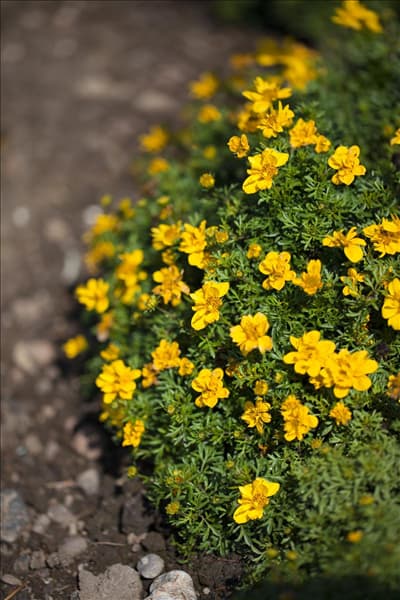 Bidens ferulifolia