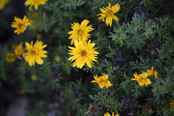 Bidens ferulifolia