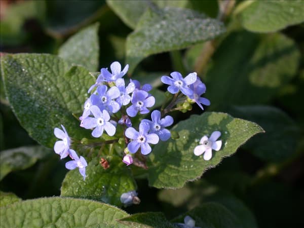 Brunnera macrophylla 'Langtrees'
