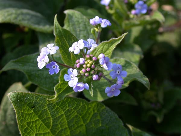 Brunnera macrophylla 'Langtrees'