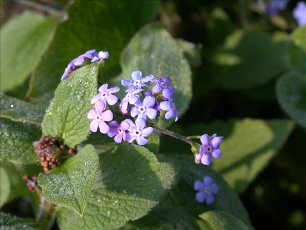Brunnera macrophylla 'Langtrees'