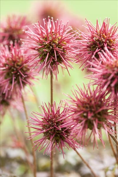 Acaena microphylla 'Kupferteppich'