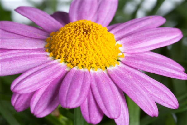 Argyranthemum frutescens, rosa