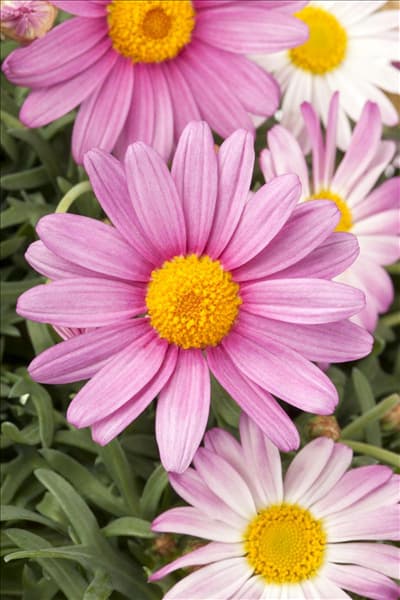 Argyranthemum frutescens, rosa
